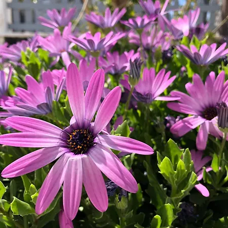 Отель Black Coast Santorini Периволос