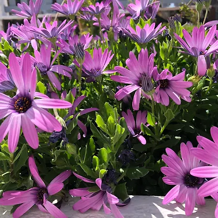 Hotel Black Coast Santorini *