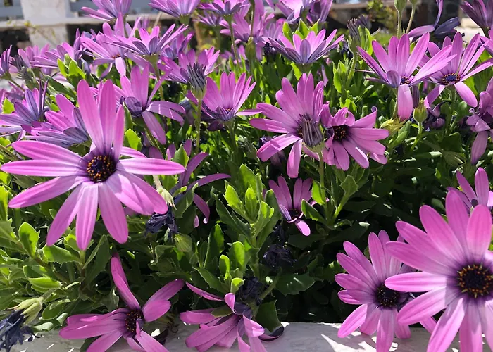 Hotel Black Coast Santorini *